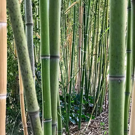 公寓 Charming Historic Hideaway With Stunning Pool *